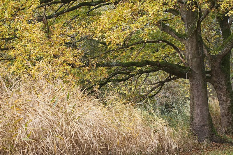 Large tree with autumnal yellow leaves next to tall grasses, Nettetal