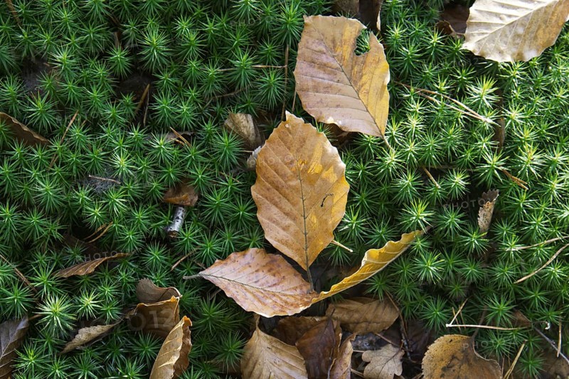 Wilted autumn leaves are scattered on green moss carpet, Nettetal
