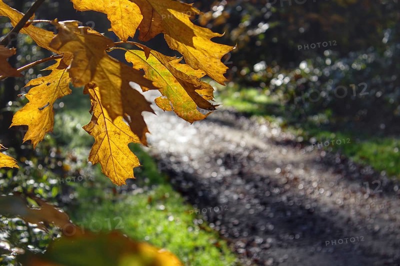 Golden-yellow oak leaves above a forest path punctuated by sunlight in autumn, Nettetal