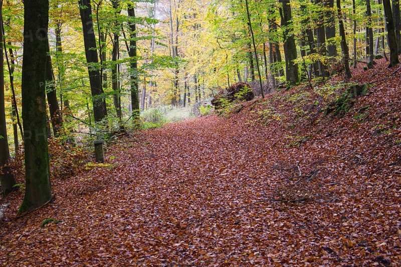 A forest path covered by foliage, flooded with soft light, Freudenberg North Rhine-Westphalia