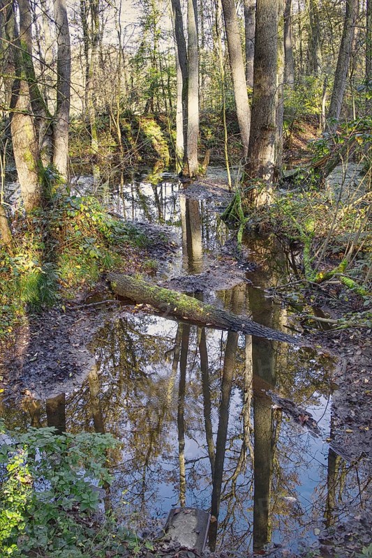 A quiet stream flows through a forest, trees are reflected in the water, Nettetal