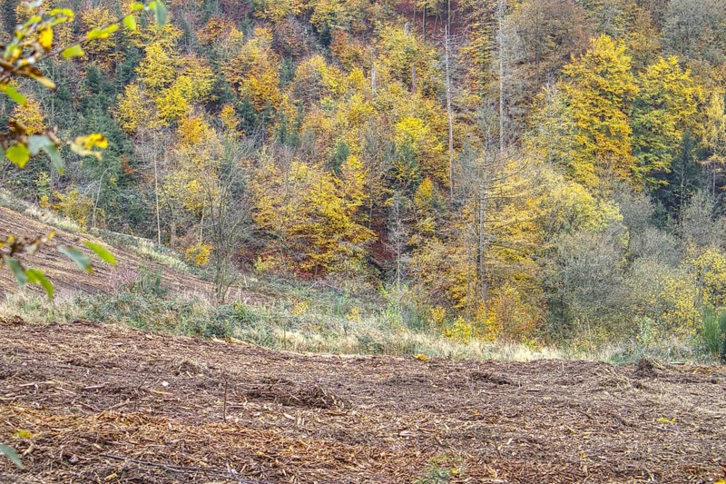 Autumn deciduous forest on a hill with colorful foliage, Freudenberg, North Rhine-Westphalia