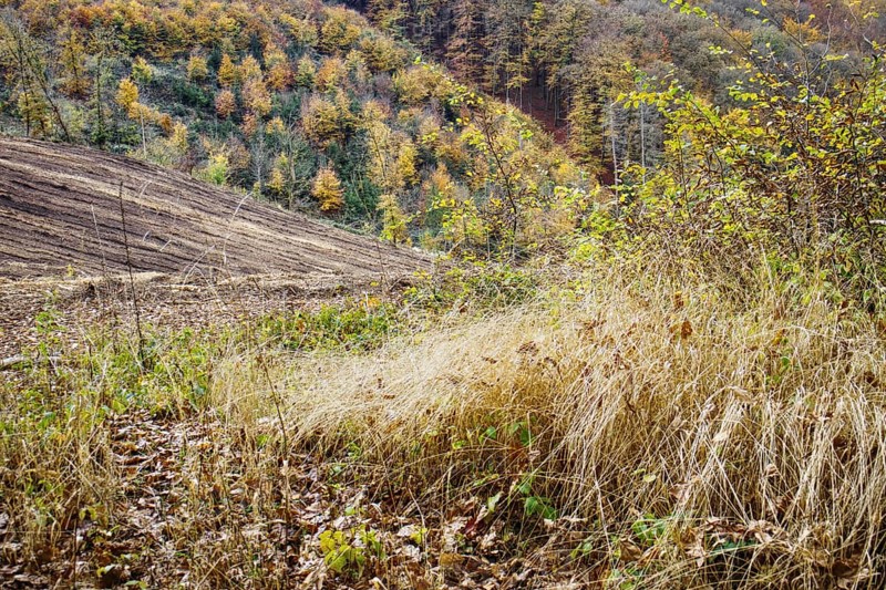 Dried grass and colorful autumn forest in hilly landscape, Freudenberg North Rhine-Westphalia