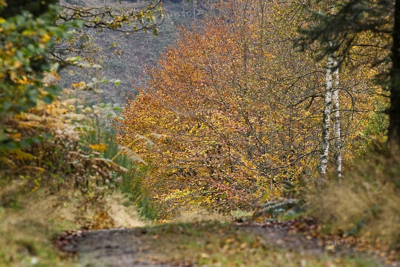 Path through an autumn forest, framed by colorful trees and foliage, Freudenberg North Rhine-Westphalia