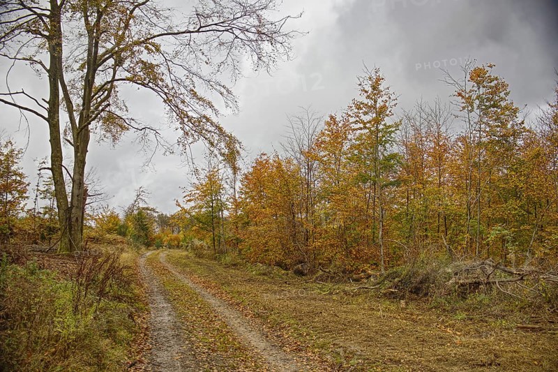A forest trail lined with autumn trees under a cloudy sky, Freudenberg, North Rhine-Westphalia