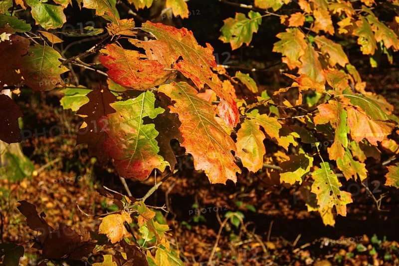 Close-up of autumn leaves in warm sunlight, Nettetal