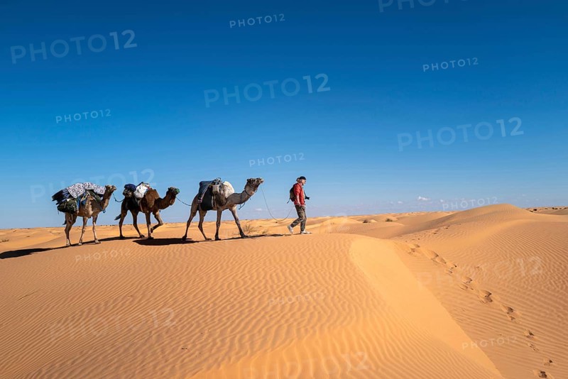Desert caravan, camels, guide, desert, dunes, Sahara, Tunisia, camel, camel trekking, caravan, tourists, trekking