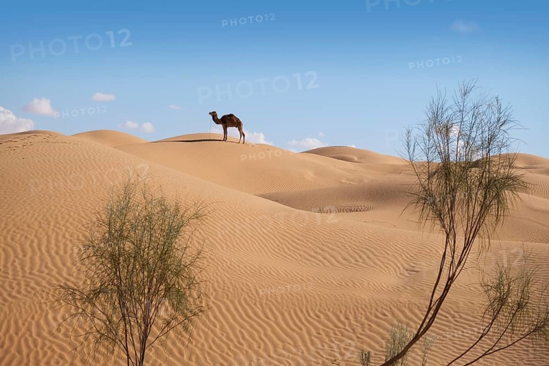 Desert caravan, camels, guide, desert, dunes, Sahara, Tunisia, camel, camel trekking, caravan, tourists
