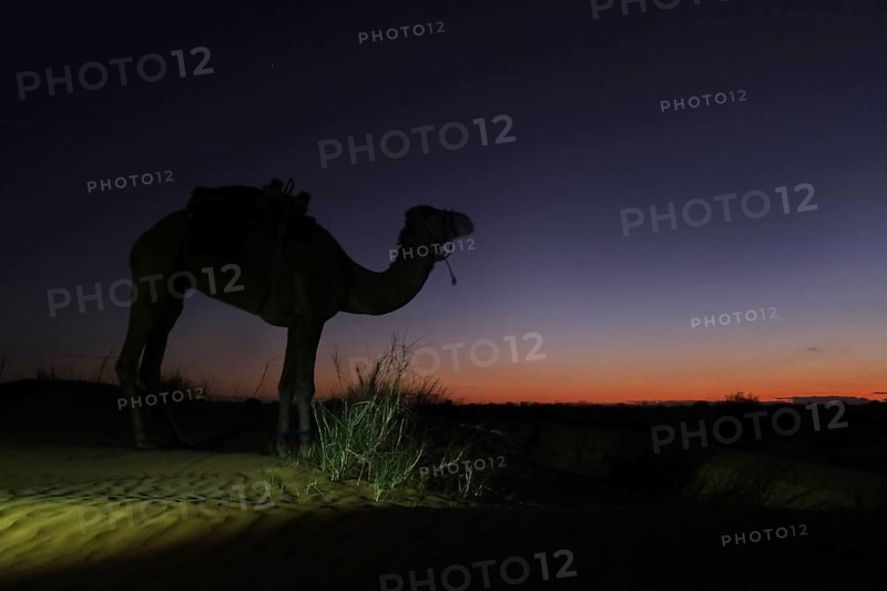Camel, twilight, silhouette, desert, Sahara, Tunisia, dromedary, twilight