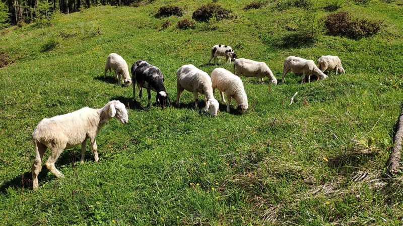 Carniola stone sheep, Slovenia