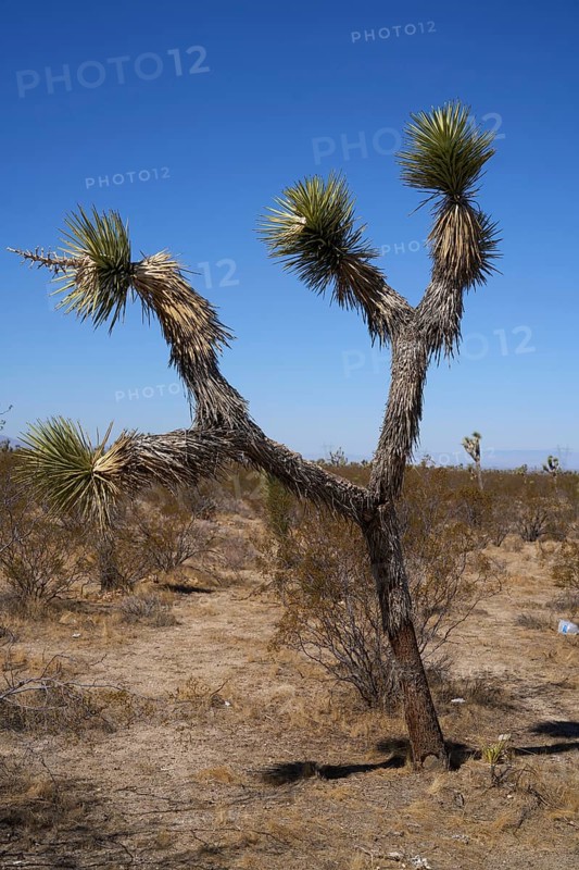 Yoshua tree Kateen in the desert near Seligman, Arizona. USA