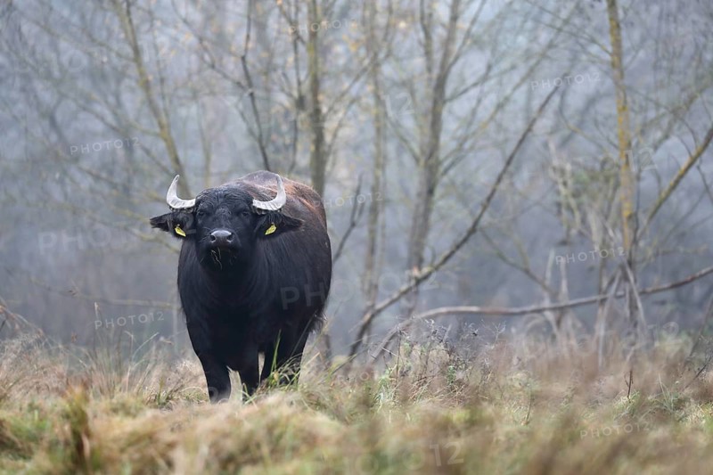 Eating water buffalo cow in landscape management, pristine landscape, November atmosphere, fog, Burghausen, Upper Bavaria, Bavaria, Germany