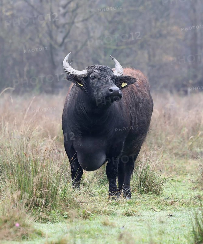 Weathering water buffalo cow in landscape management, pristine landscape, November atmosphere, fog, Burghausen, Upper Bavaria, Bavaria, Germany