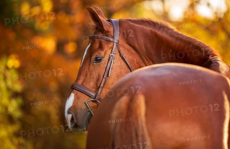 A chestnut coloured brown horse (equus caballus) with a bridle in a serene autumn setting with warm light in London, Ontario, Canada