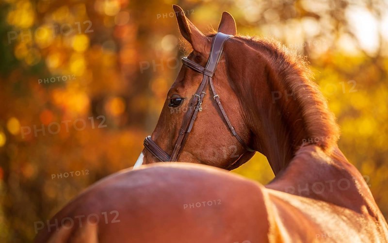 A chestnut brown horse (equus caballus) with a bridle looking backward in an autumn setting in London, Ontario, Canada
