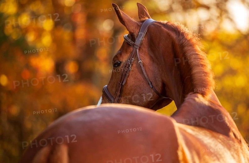 A tall chestnut brown horse (equus caballus) with a bridle in soft golden light amid autumn leaves in London, Ontario, Canada