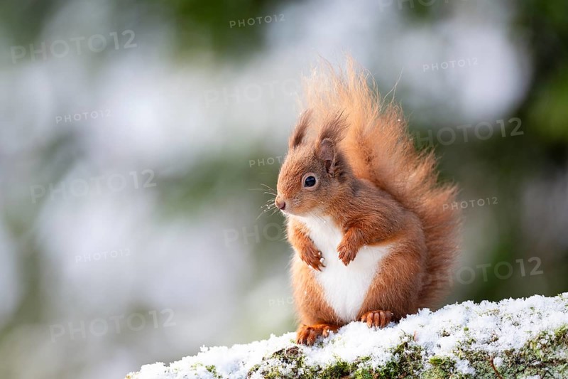 Red Squirrel, Sciurus vulgaris on a snowy branch in Aberfeldy, Perthshire, Scotland, UK