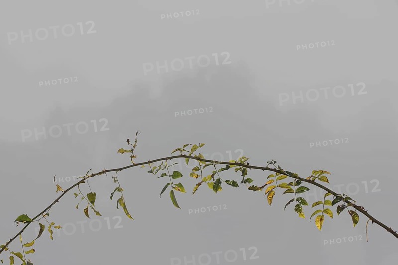 Arc-shaped branch of a wild rose with heavily corroded leaves in front of a foggy landscape, symbol of transience, Upper Bavaria, Bavaria, Germany