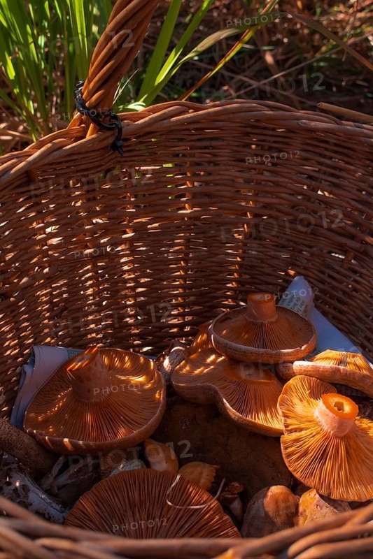 Freshly collected edible mushrooms in a woven basket, illuminated by sunlight, give off an autumnal feeling, Sassello, Liguria, Italy