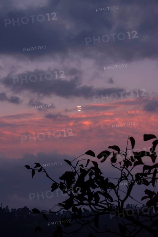 The moon shines through thick clouds in the evening sky, colored in shades of purple and pink with a delicate silhouette in the foreground, Piedmont, Italy