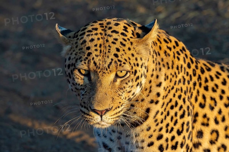 Leopard (Panthera pardus), Khomas Region, Namibia