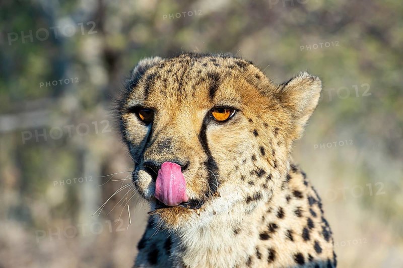 Cheetah (Acinonyx jubatus), Khomas Region, Namibia