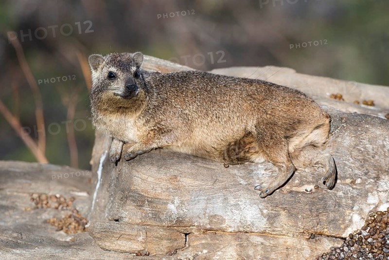 Rock hyrax (Procavia capensis), Khomas region, Namibia