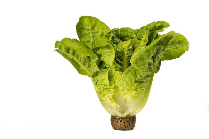 Organic lettuce on white background sustainable agriculture