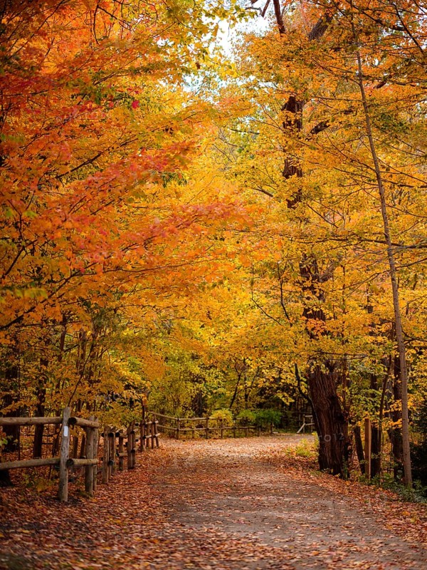 Autumn path surrounded by trees with vibrant orange leaves and a wooden fence along the Thames Valley Parkway in London, Ontario, Canada