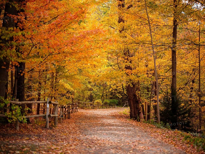 A tranquil forest path with a wooden fence bordered by colorful leaves along the Thames Valley Parkway in London, Ontario, Canada