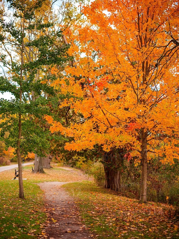 Bright orange autumn leaves on trees lining a narrow path along the Thames Valley Parkway in London, Ontario, Canada