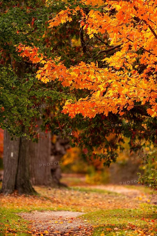Bright orange autumn leaves on a tree overhanging a peaceful forest path on the Thames Valley Parkway in Springbank Park, London, Ontario, Canada