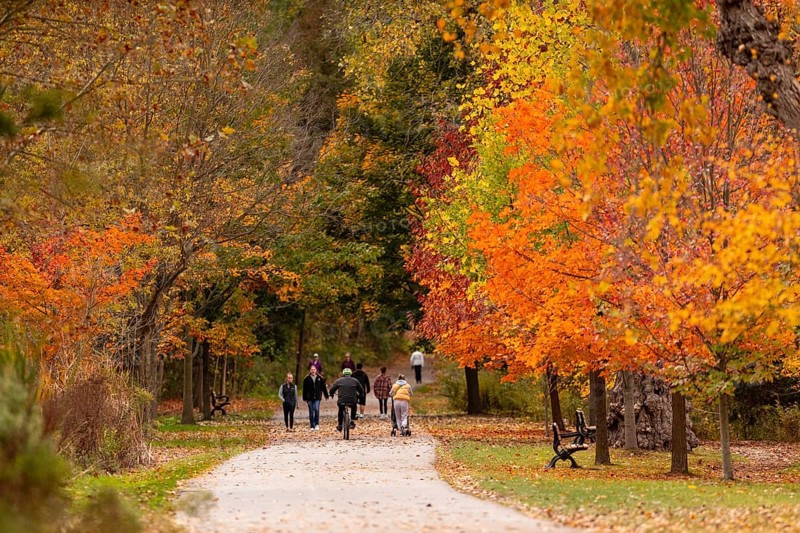 People strolling along a park path surrounded by vibrant autumn trees on the Thames Valley Parkway in Springbank Park, London, Ontario, Canada