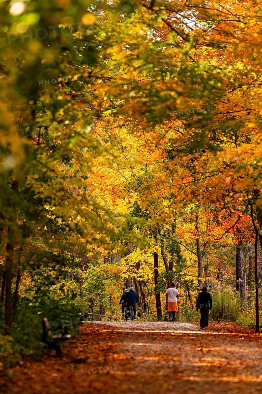 A serene path lined with bright autumn trees, with people walking through the Thames Valley Parkway in Springbank Park, London, Ontario, Canada