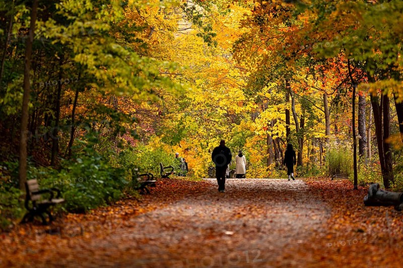 People walking along a wide path enveloped by warm autumn hues along the Thames Valley Parkway in Springbank Park, London, Ontario, Canada