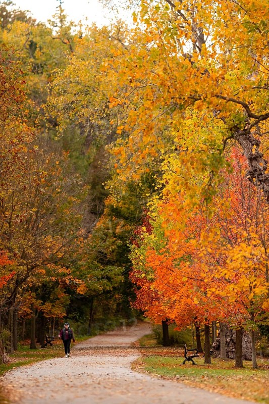 A solitary person walking along a forest path surrounded by vibrant autumn leaves on the Thames Valley Parkway in Springbank Park, London, Ontario, Canada