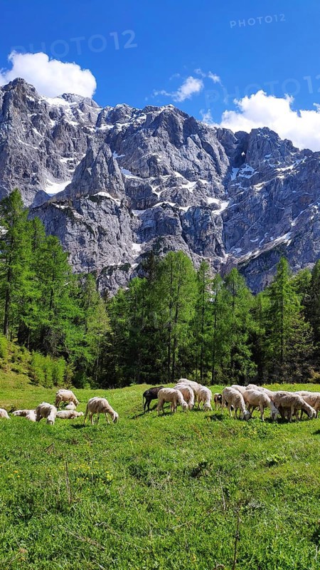 Flock of sheep in Triglav National Park, Slovenia