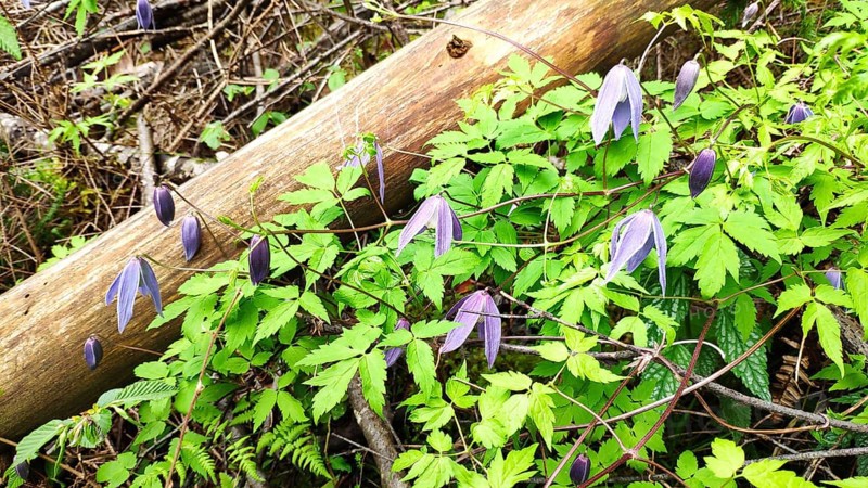 Alpine Clematis (Clematis alpina), Slovenia