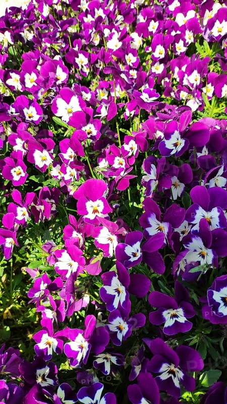 Horned violet (Viola cornuta), Slovenia