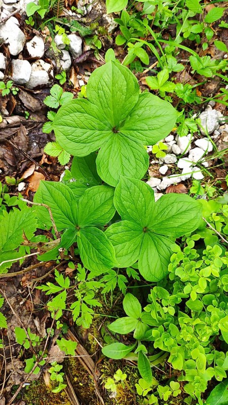 True lover's knot, (Paris quadrifolia), Slovenia