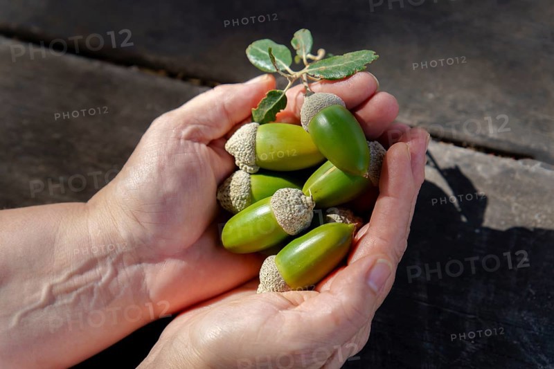 Hands cupping fresh green acorns and an oak leaf on a wooden background, representing nature, growth, and potential