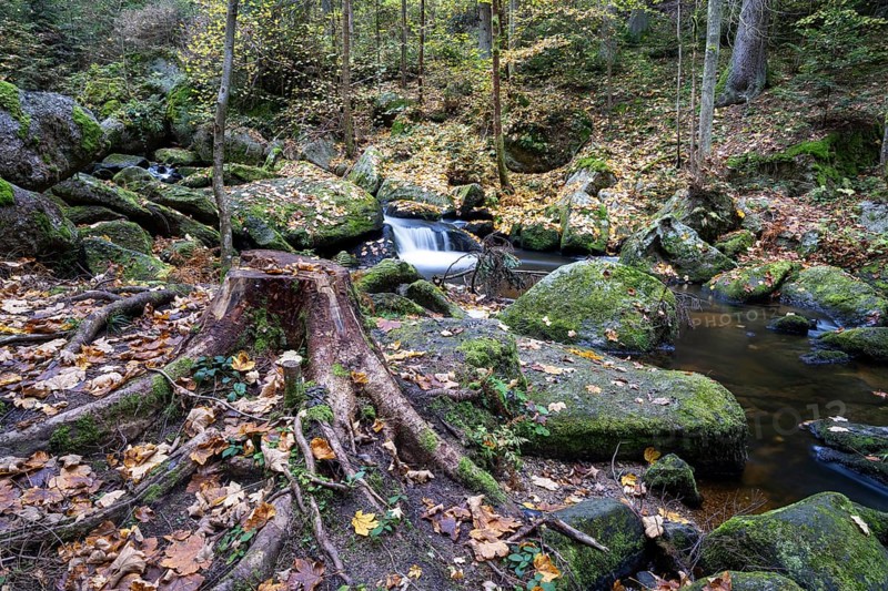 A tree stump lies on mossy stones, surrounded by autumn leaves and a small river, Höllfall Arbesbach Waldviertel Lower Austria Austria