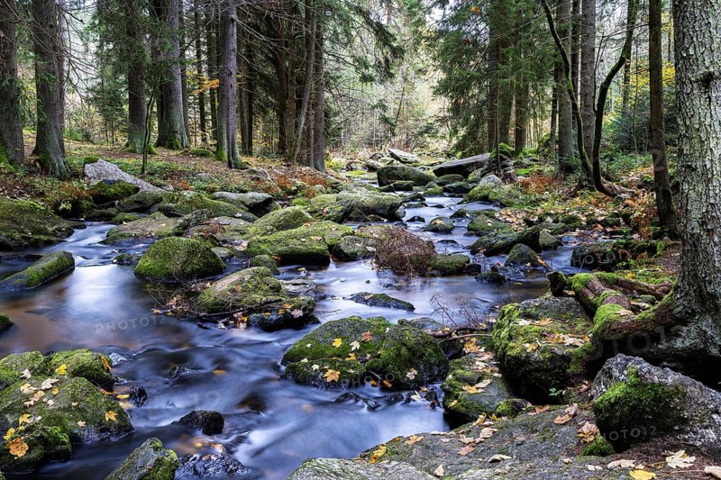 A quiet stream flows through a wooded area, lined with moss-covered stones, Höllfall Arbesbach Waldviertel Lower Austria Austria