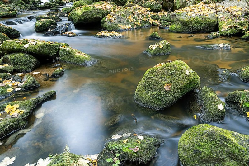 Clear water flows over mossy stones surrounded by autumn leaves, Höllfall Arbesbach Waldviertel Lower Austria Austria