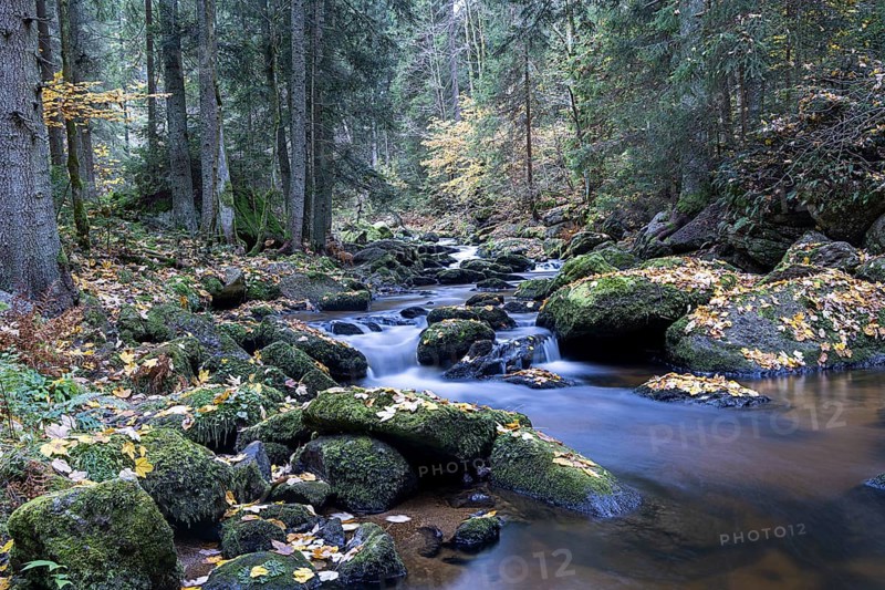 Flowing stream through an autumnal forest, surrounded by mossy stones, Höllfall Arbesbach Waldviertel Lower Austria Austria