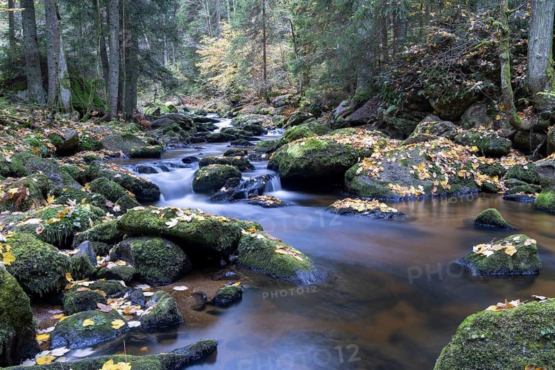 A quiet stream flows through the forest, with moss-covered stones and falling autumn leaves, Höllfall Arbesbach Waldviertel Lower Austria Austria