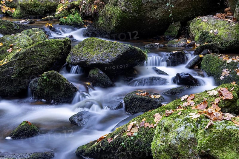 Flowing water over moss-covered stones surrounded by autumn leaves in the forest, Höllfall Arbesbach Waldviertel Lower Austria Austria