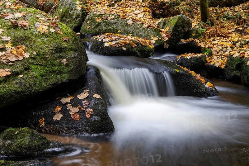 Small waterfall flows over moss-covered stones, covered with autumn leaves, Höllfall Arbesbach Waldviertel Lower Austria Austria