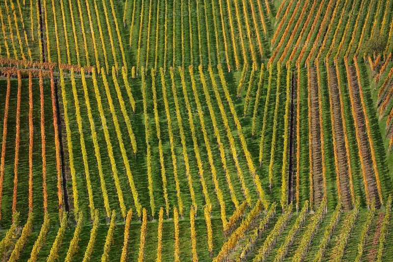 Autumn vineyard lines on the wine trail on Kappelberg near Fellbach - Stuttgart