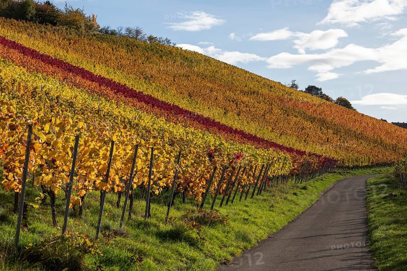 Autumn vineyards with colorful lines on the wine trail on Kappelberg near Fellbach, Stuttgart